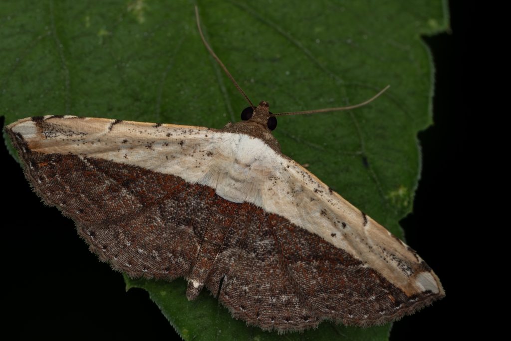 Ataboruza divisa (Walker, 1862) photograph