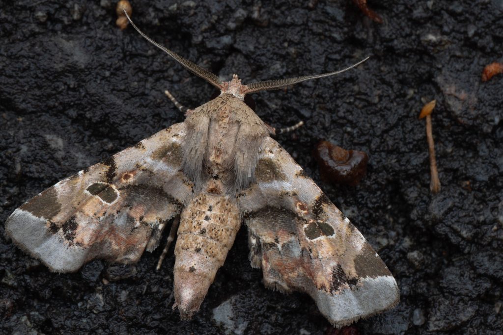 ニッコウフサヤガ（Atacira grabczewskii (Püngeler, 1904)）の写真