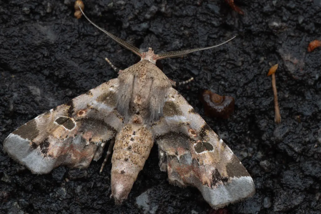 ニッコウフサヤガ（Atacira grabczewskii (Püngeler, 1904)）の写真