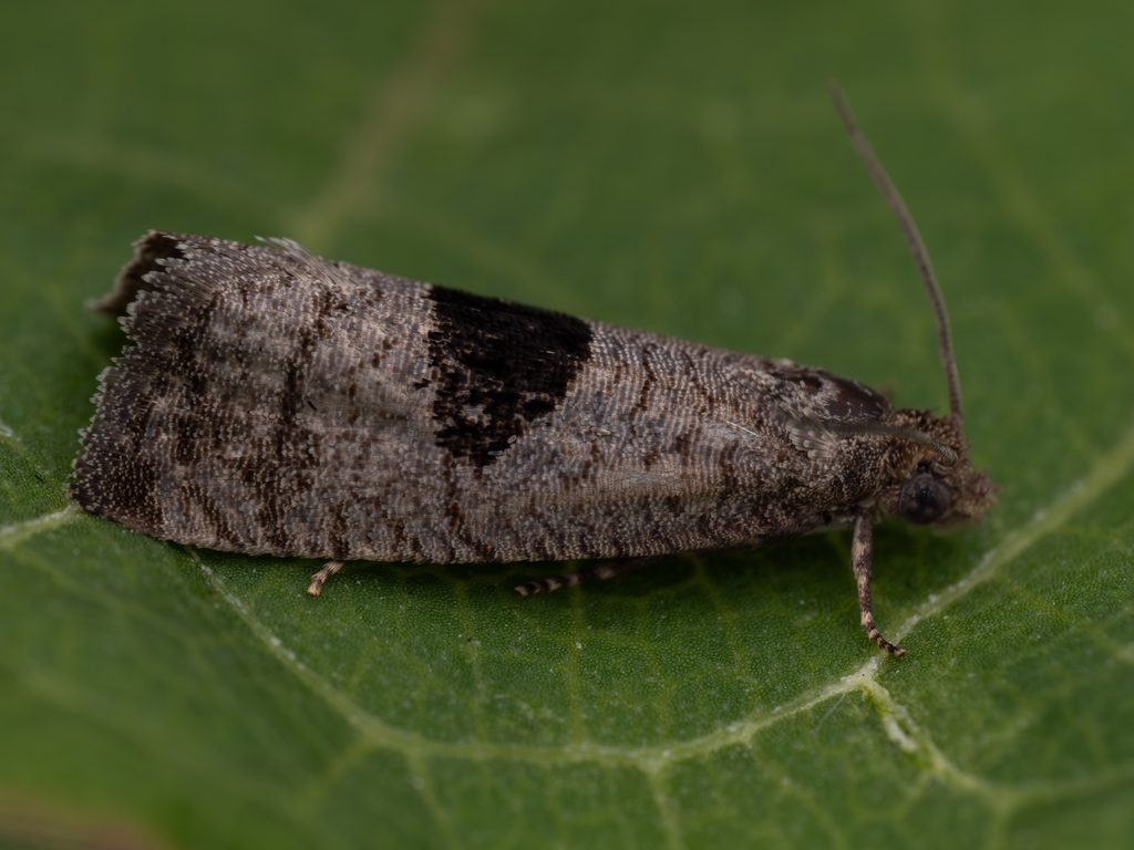 サカモンヒメハマキ（Aterpia circumfluxana (Christoph, 1881)）の写真