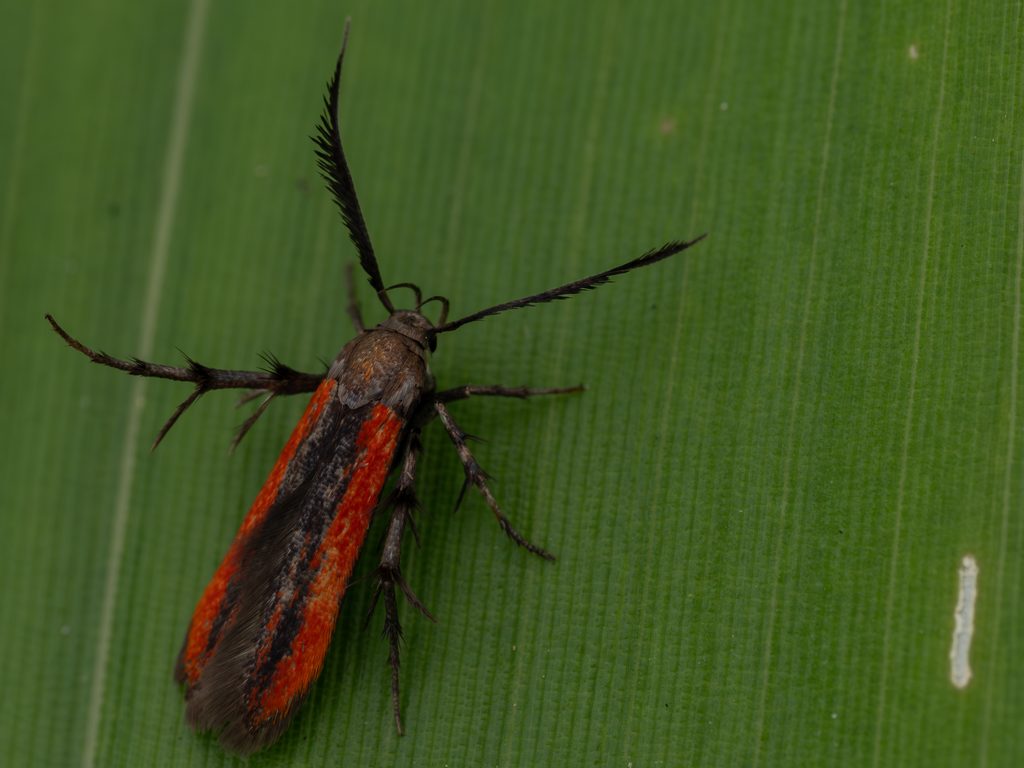 Atkinsonia ignipicta (Butler, 1881) photograph