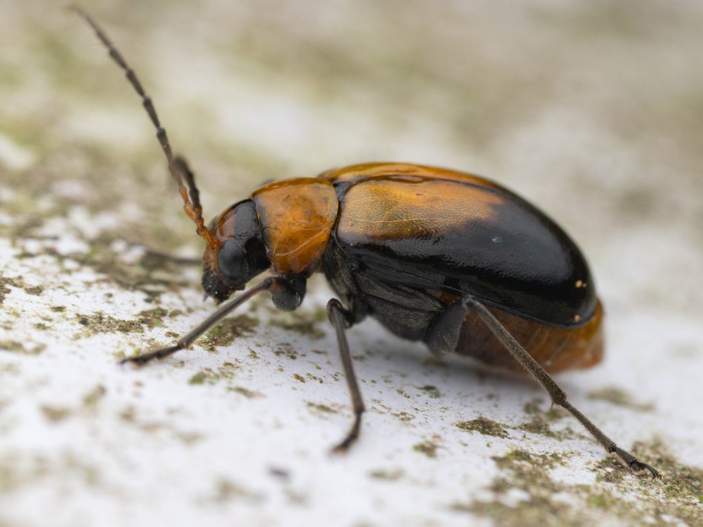 ウリハムシモドキ（Atrachya menetriesi (Faldermann, 1835)）の写真