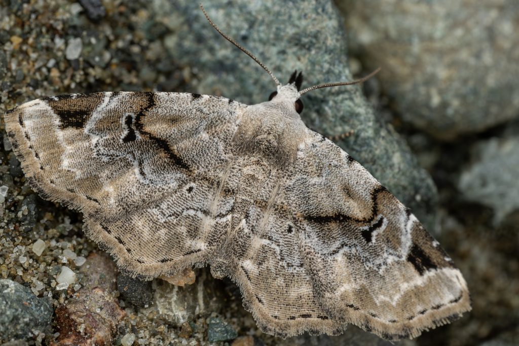 クロハナコヤガ（Aventiola pusilla (Butler, 1879)）の写真