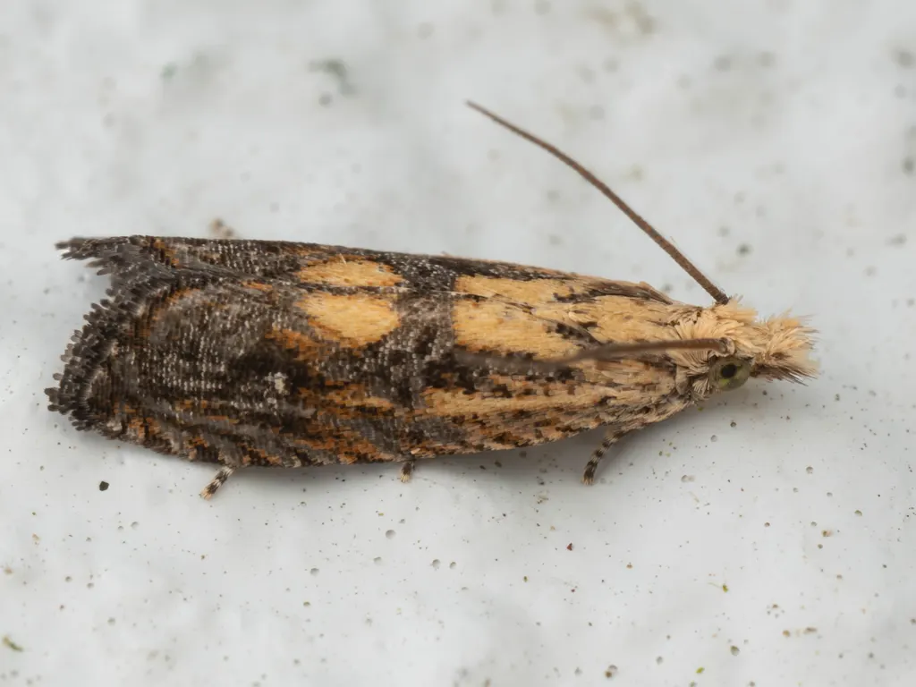 Bactra cerata (Meyrick, 1909) photograph