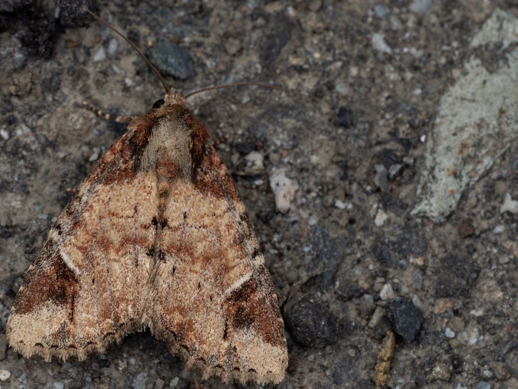 ハジマヨトウ（Bambusiphila vulgaris (Butler, 1886)）の写真