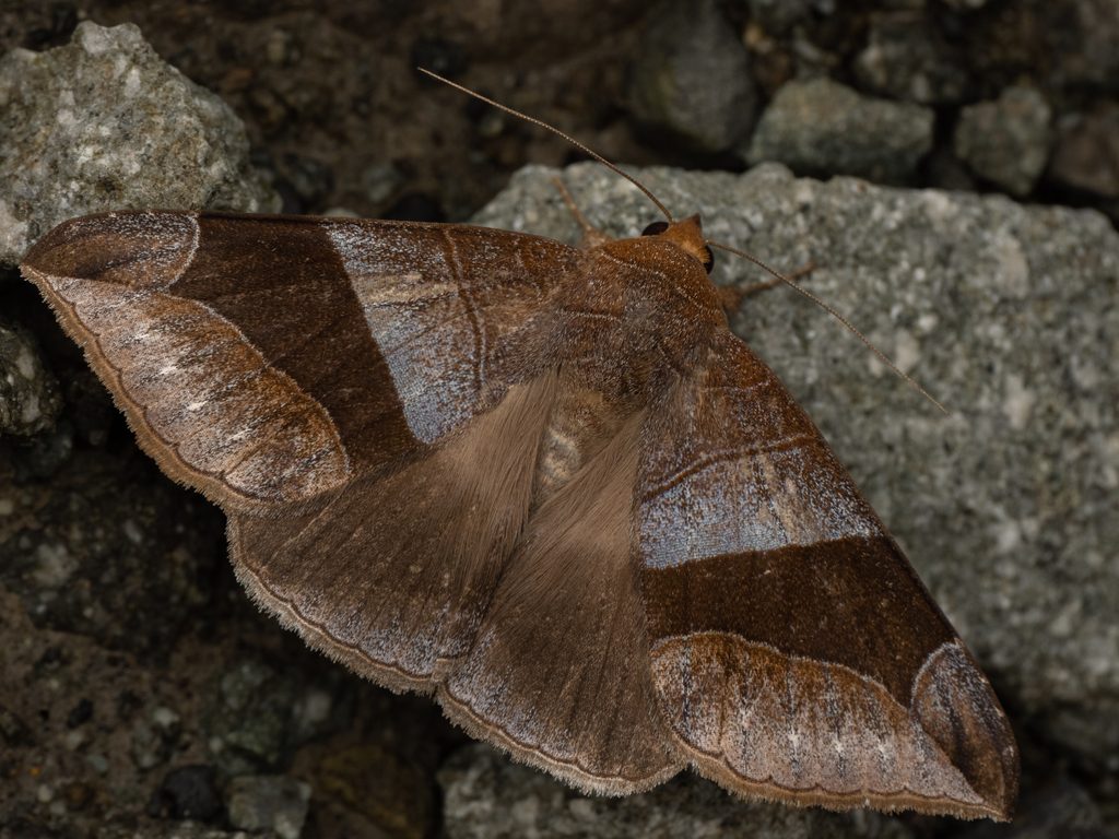 Bastilla maturata (Walker, 1858) photograph