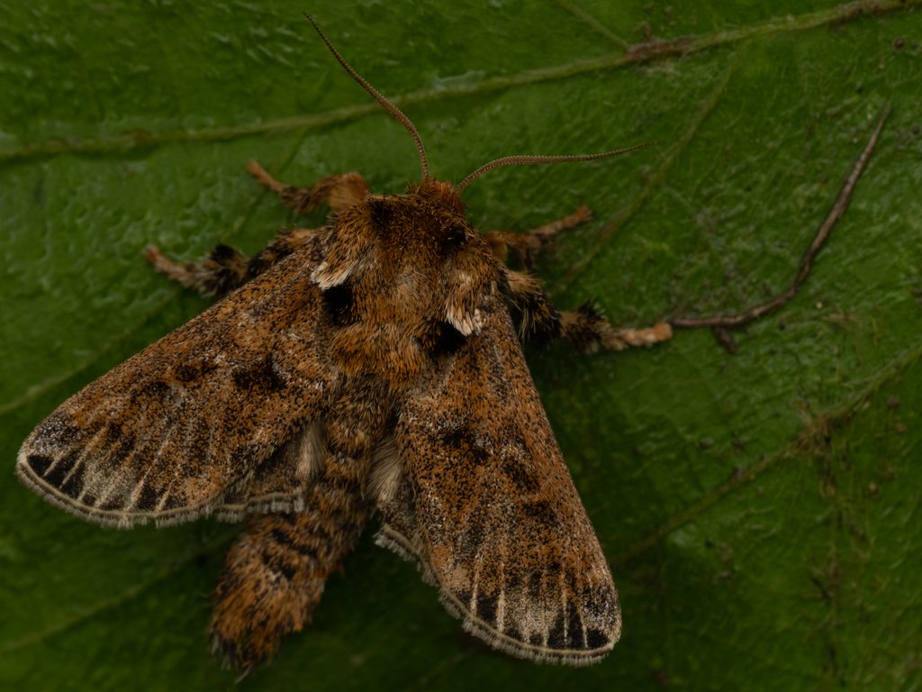 ツマジロイラガ（Belippa horrida Walker, 1865）の写真