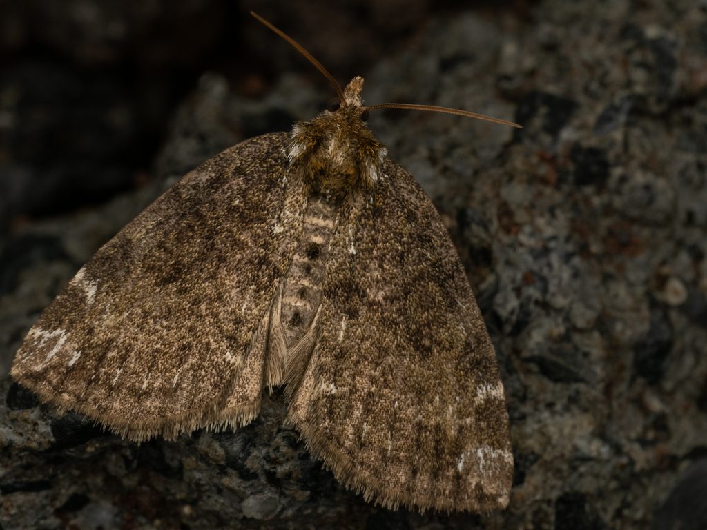 Betapsestis umbrosa (Wileman, 1911) photograph