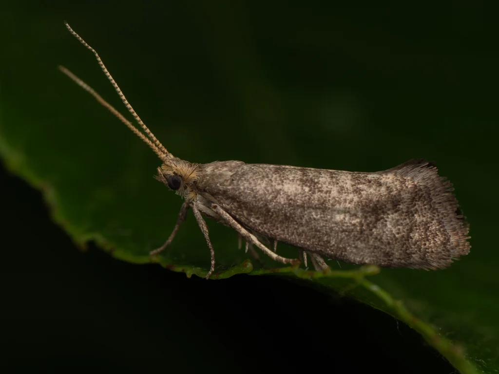Bhadorcosma lonicerae Moriuti, 1977 photograph