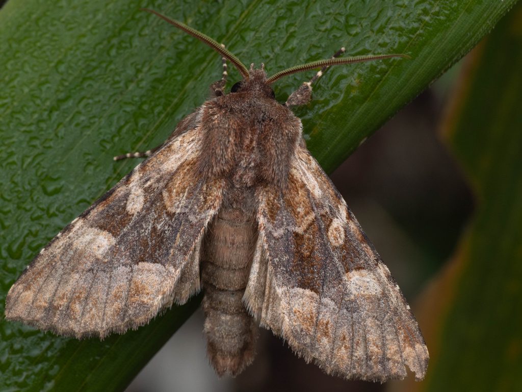 ムラサキハガタヨトウ（Blepharita amica (Treitschke, 1825)）の写真