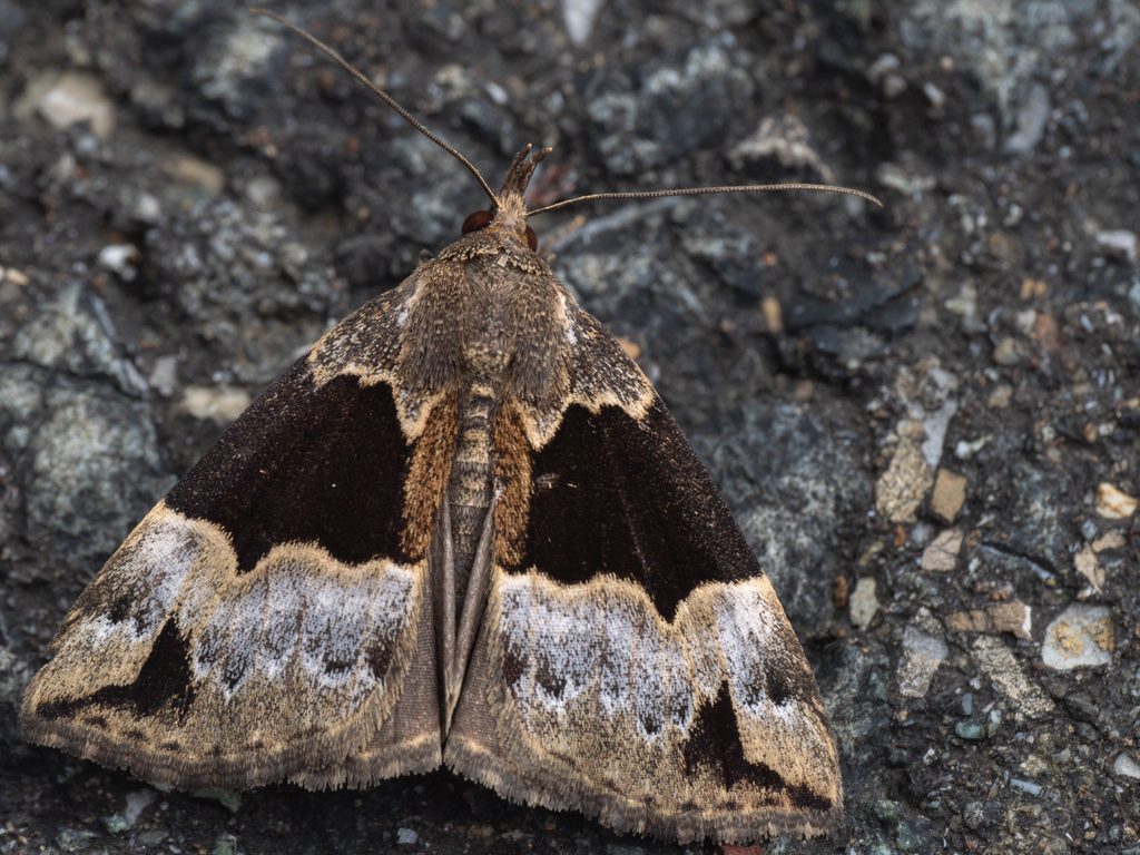 シモフリヤマガタアツバ（Bomolocha benepartita (Sugi, 1982)）の写真