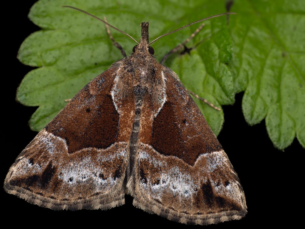 ホシムラサキアツバ（Bomolocha nigrobasalis Herz, 1904）の写真