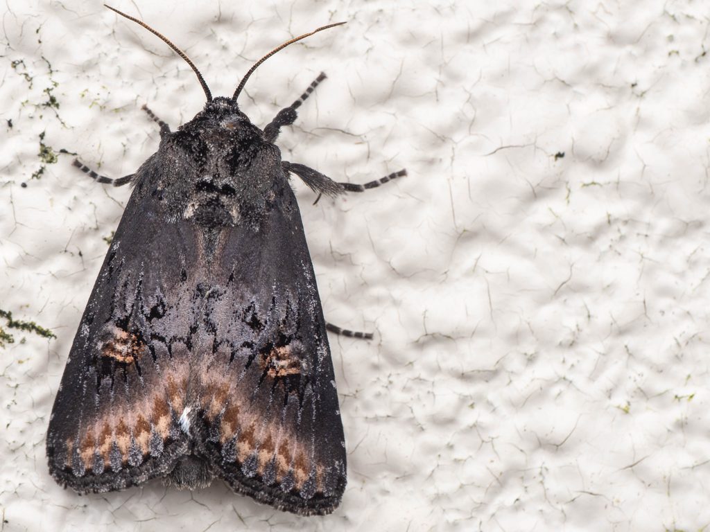 ハマオモトヨトウ（Brithys crini (Fabricius, 1775)）の写真