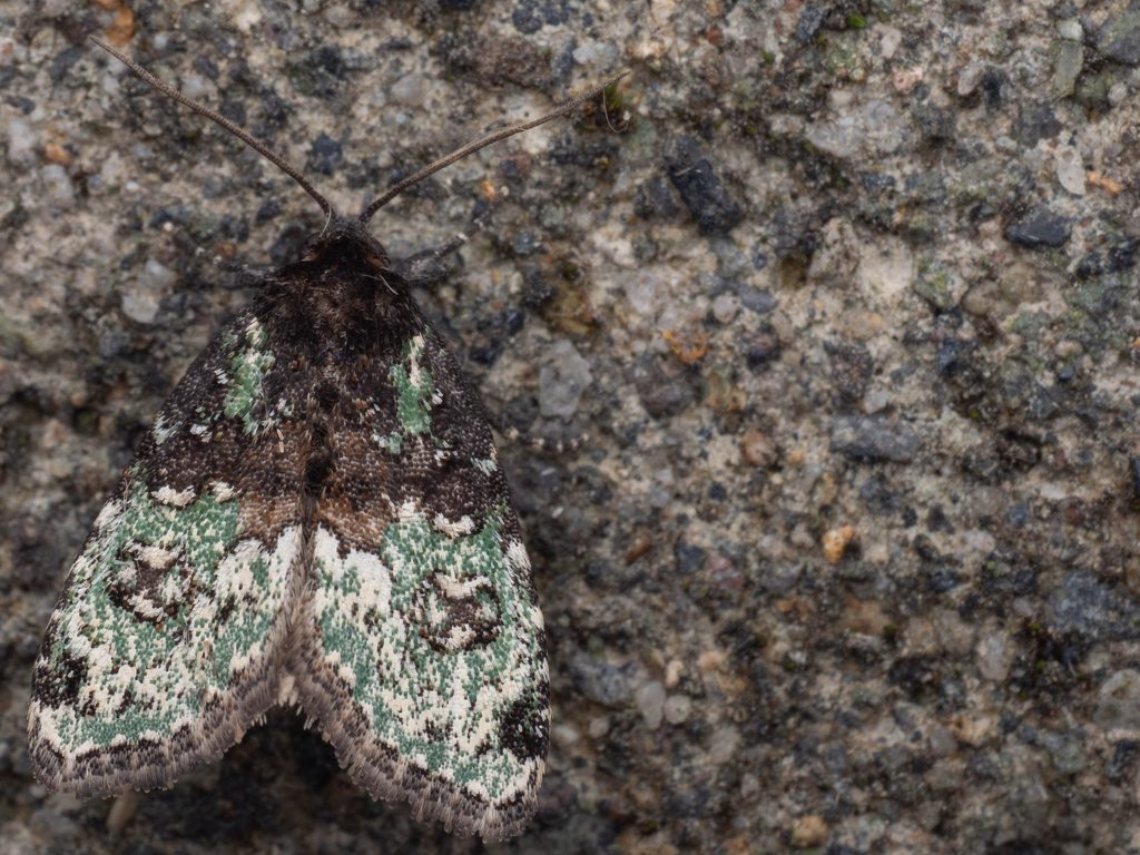マルモンキノコヨトウ（Bryomoia melachlora (Staudinger, 1892)）の写真