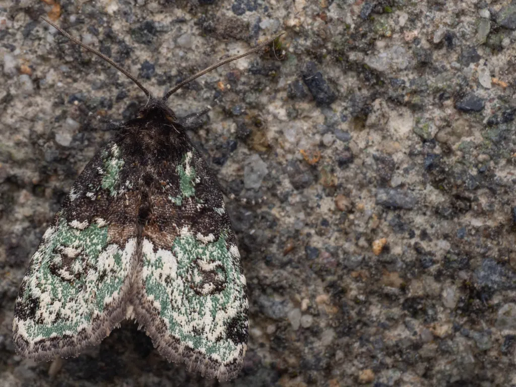Bryomoia melachlora (Staudinger, 1892) photograph