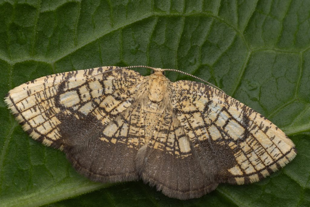 Cabera griseolimbata (Oberthür, 1879) photograph