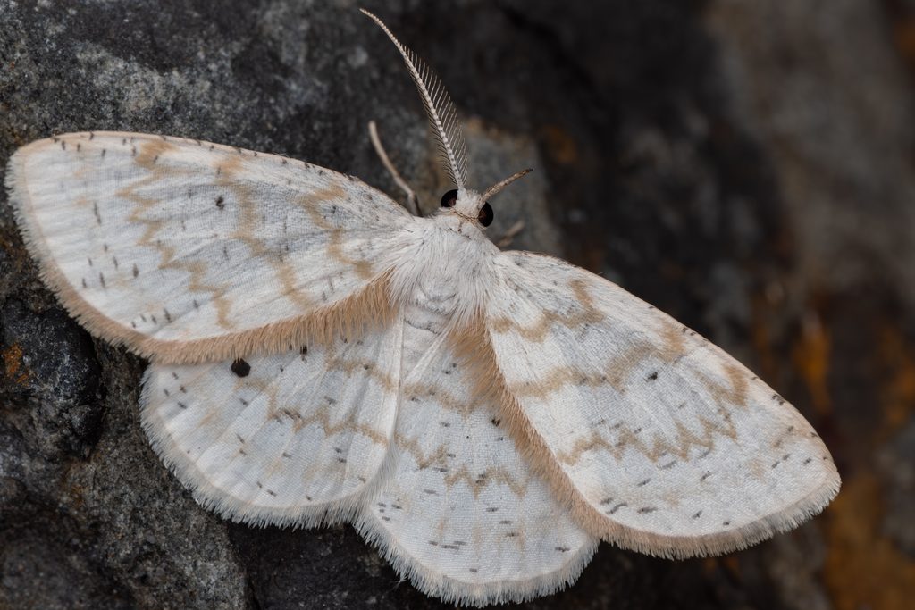 コスジシロエダシャク（Cabera purus (Butler, 1878)）の写真