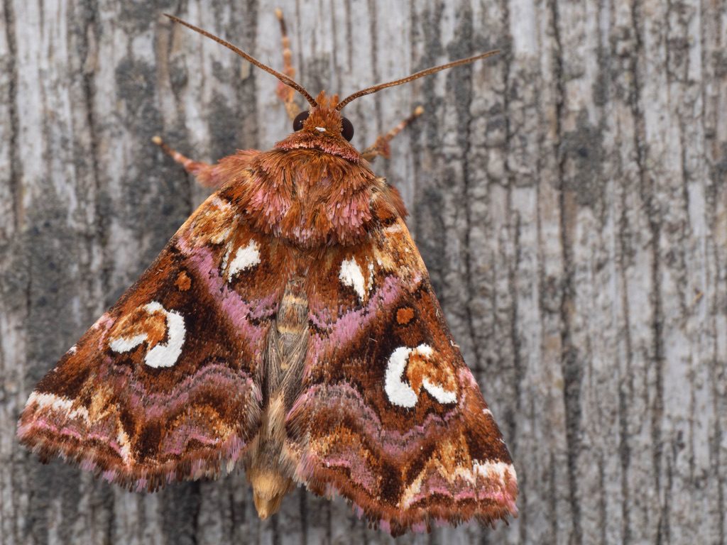 ギンツマキリヨトウ（Callopistria argyrosticta (Butler, 1881)）の写真