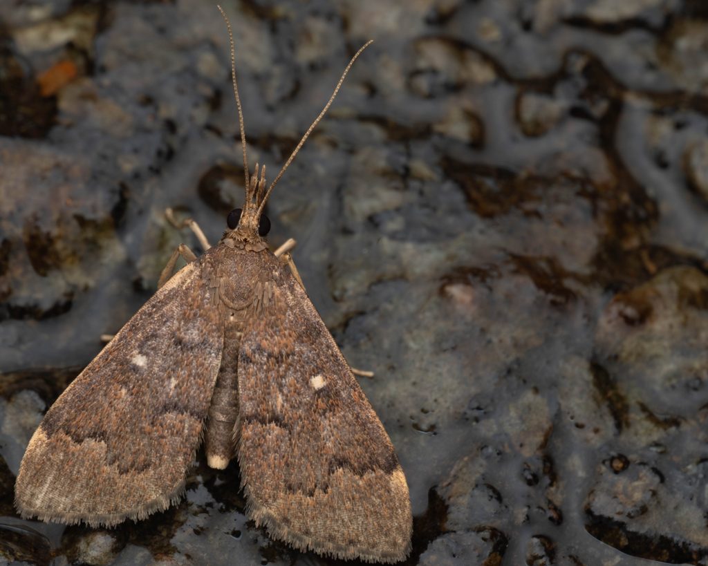 ハナダカノメイガ（Camptomastix hisbonalis (Walker, 1859)）の写真