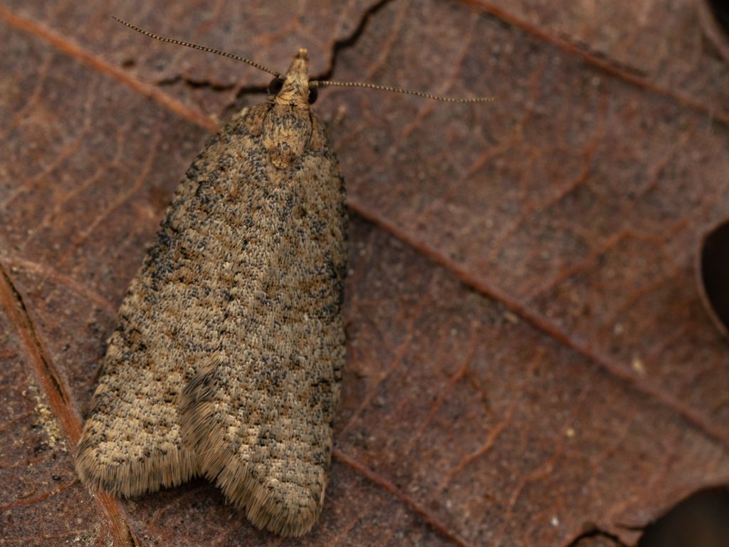 ハイイロウスモンハマキ（Capua vulgana (Frölich, 1828)）の写真