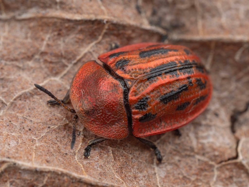 Cassida lineola Creutzer, 1799 photograph