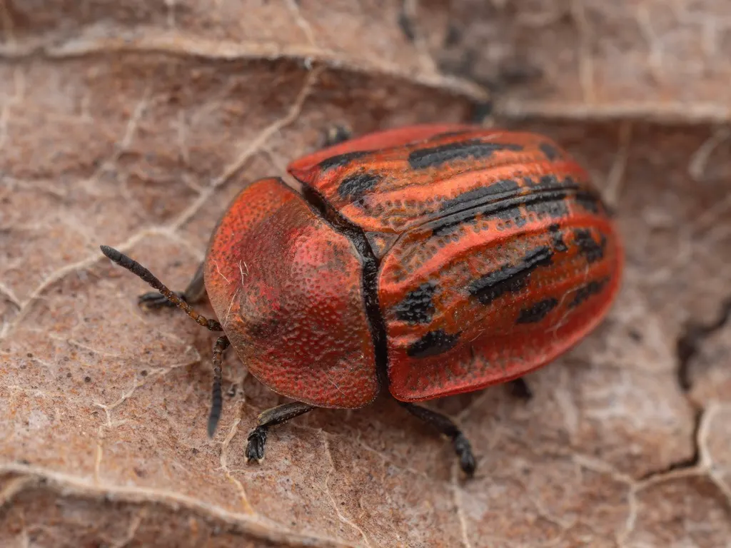 Cassida lineola Creutzer, 1799 photograph