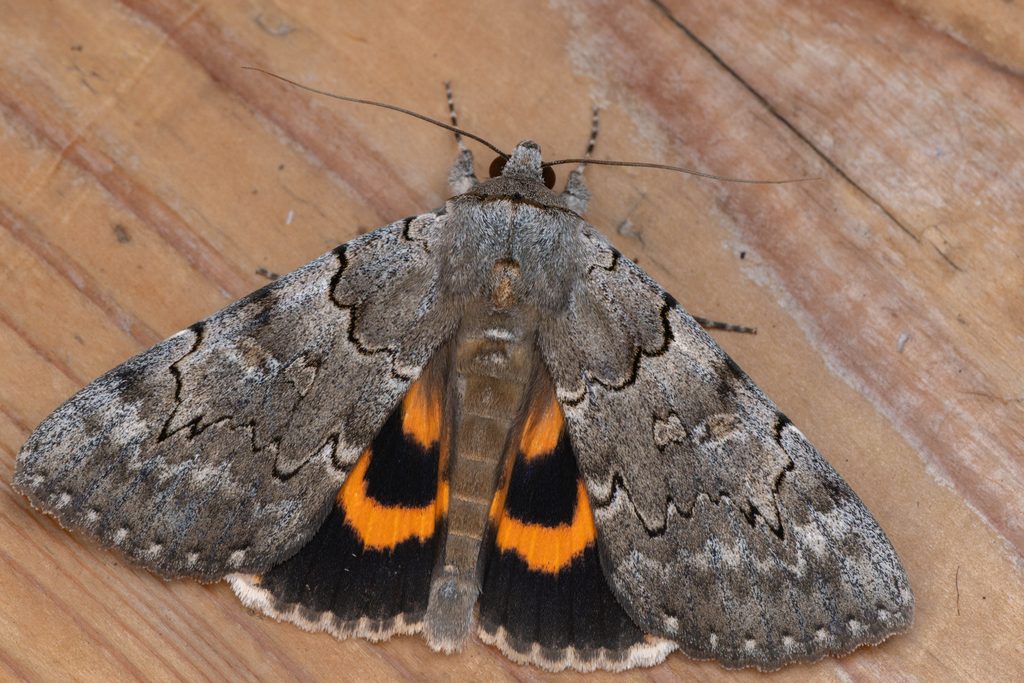 Catocala bella (Butler, 1877) photograph