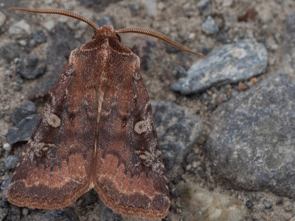 Cerastis leucographa (Denis & Schiffermüller, 1775) photograph