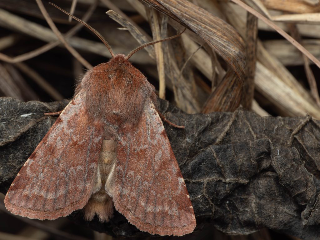 Cerastis rubricosa (Denis & Schiffermüller, 1775) photograph