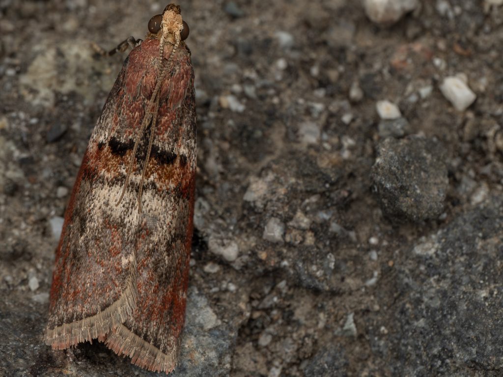 Ceroprepes ophthalmicella (Christoph, 1881) photograph