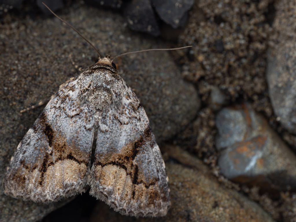 Chalconyx ypsilon (Butler, 1879) photograph