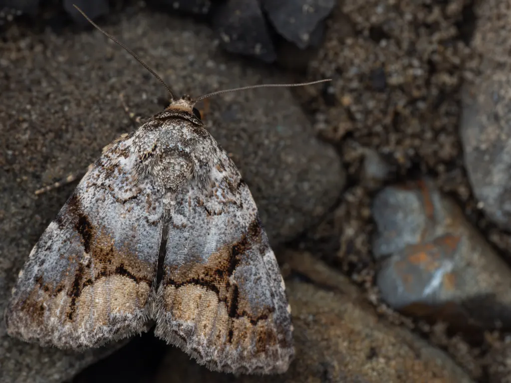 Chalconyx ypsilon (Butler, 1879) photograph