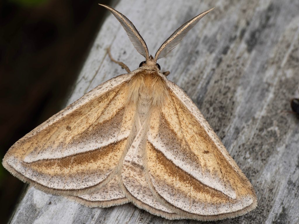 ギンスジエダシャク（Chariaspilates formosaria (Eversmann, 1837)）の写真