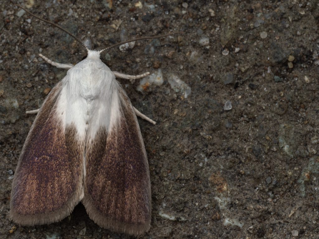 Chasminodes atrata (Butler, 1884) photograph
