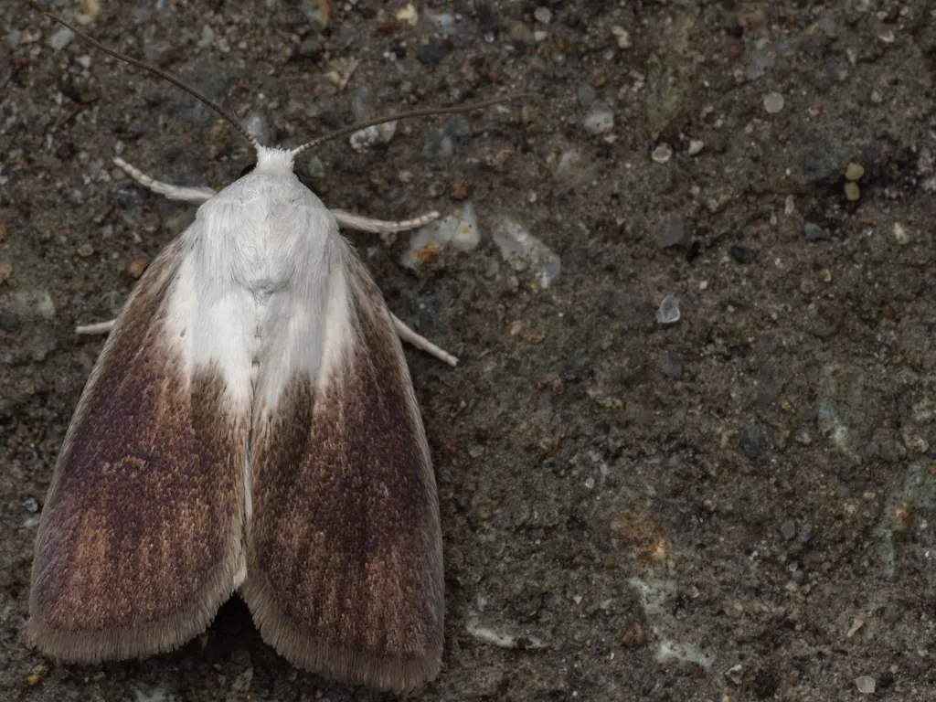 Chasminodes atrata (Butler, 1884) photograph