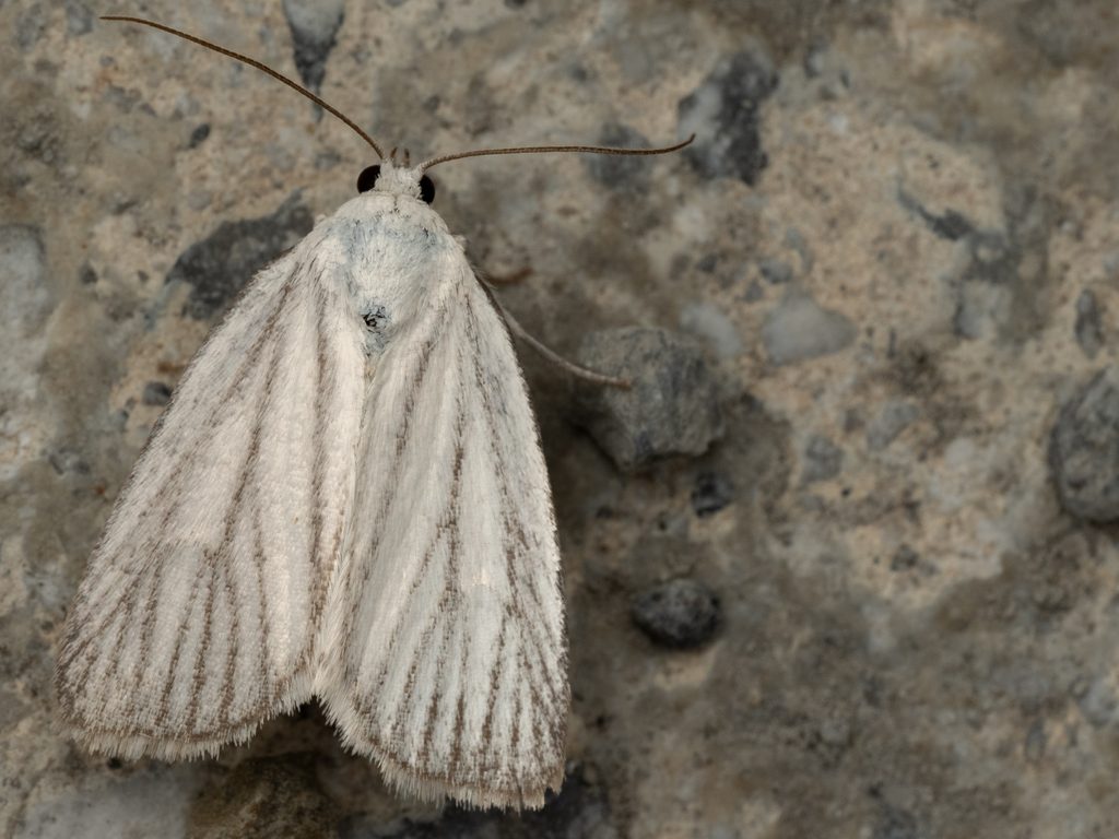Chasminodes nervosus (Butler, 1881) photograph