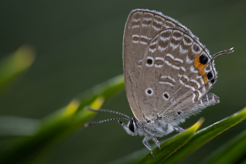 クロマダラソテツシジミ（Chilades pandava Horsfield, 1829）の写真