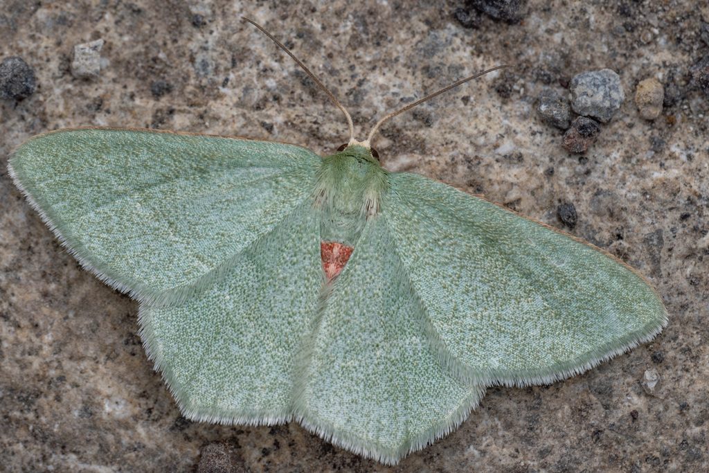 コウスアオシャク（Chlorissa obliterata (Walker, 1863)）の写真