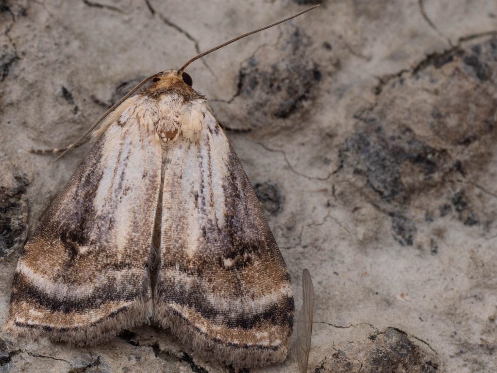ウチジロコヤガ（Chorsia albicincta (Hampson, 1898)）の写真