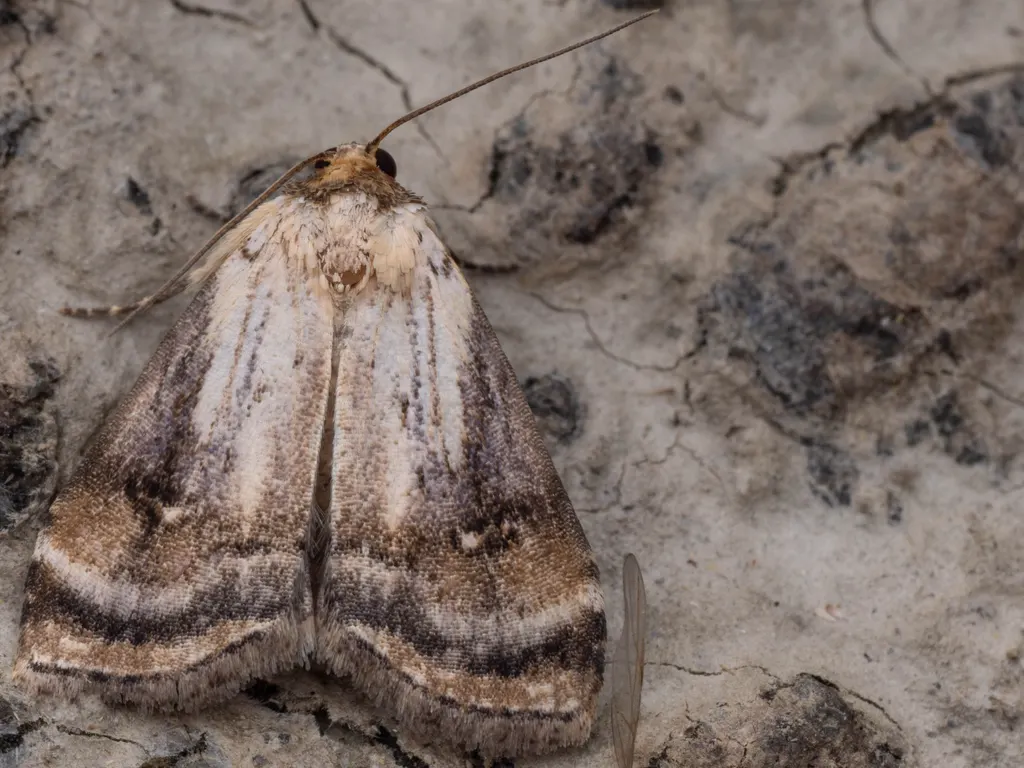 Chorsia albicincta (Hampson, 1898) photograph