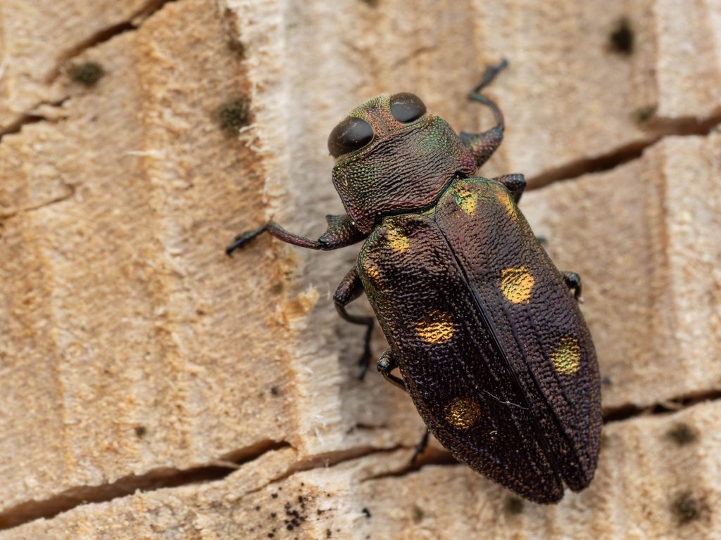 ムツボシタマムシ（Chrysobothris (Chrysobothris) succedanea E. Saunders, 1873）の写真
