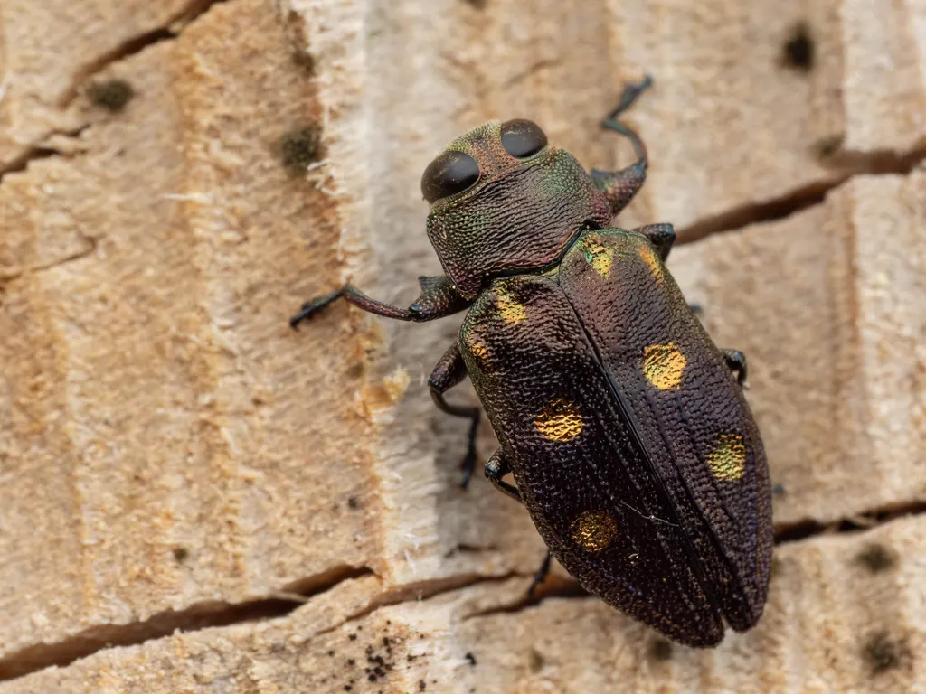 Chrysobothris (Chrysobothris) succedanea E. Saunders, 1873 photograph