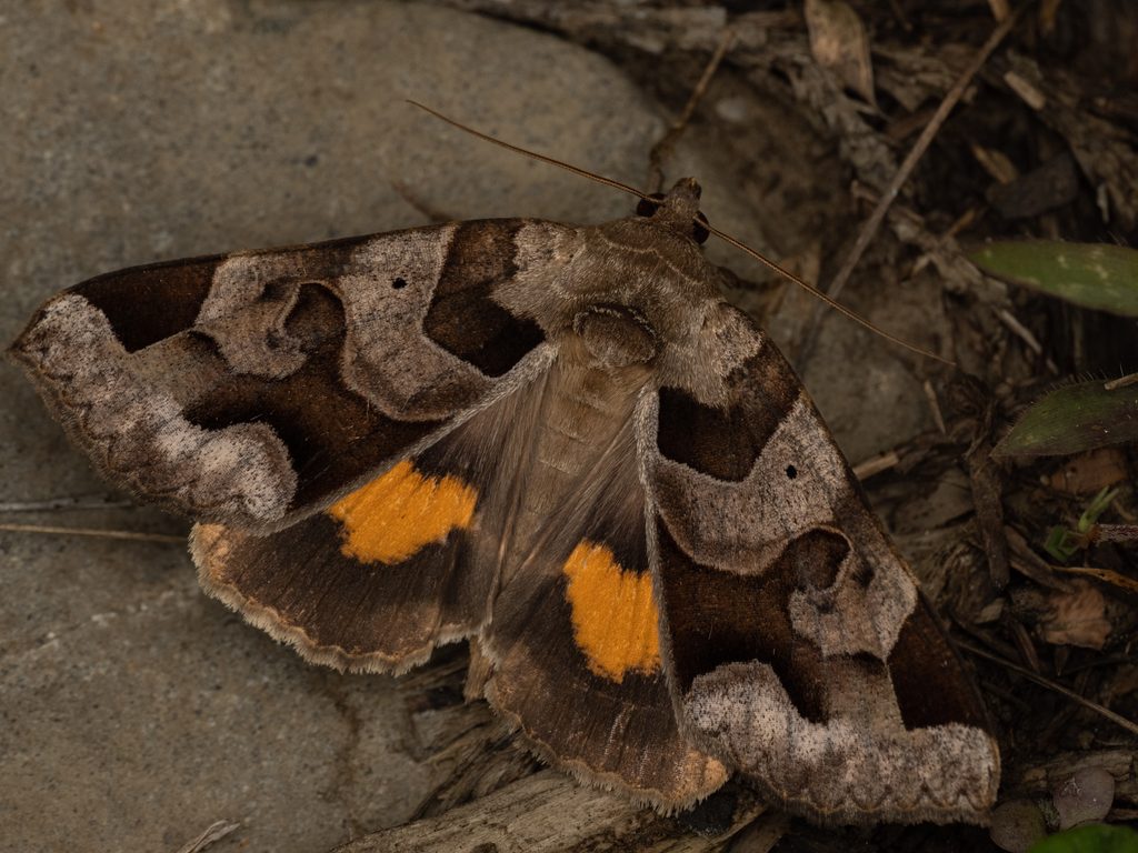 カクモンキシタバ（Chrysorithrum amatum (Bremer & Grey, 1853)）の写真