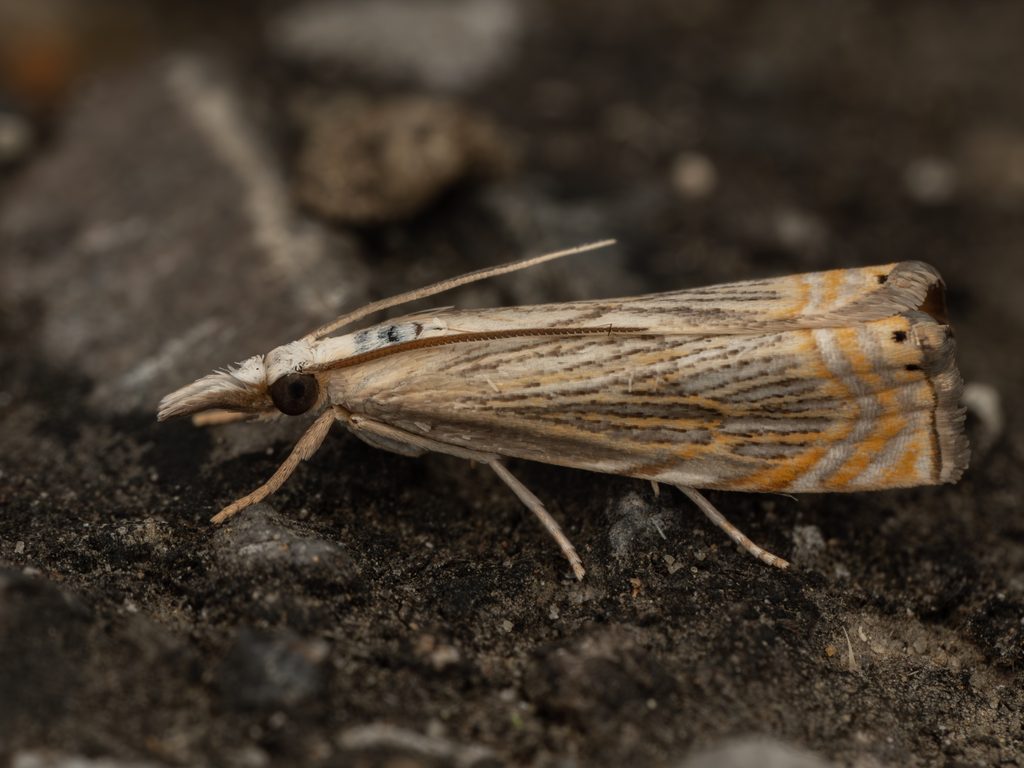 ウスクロスジツトガ（Chrysoteuchia diplogramma (Zeller, 1863)）の写真