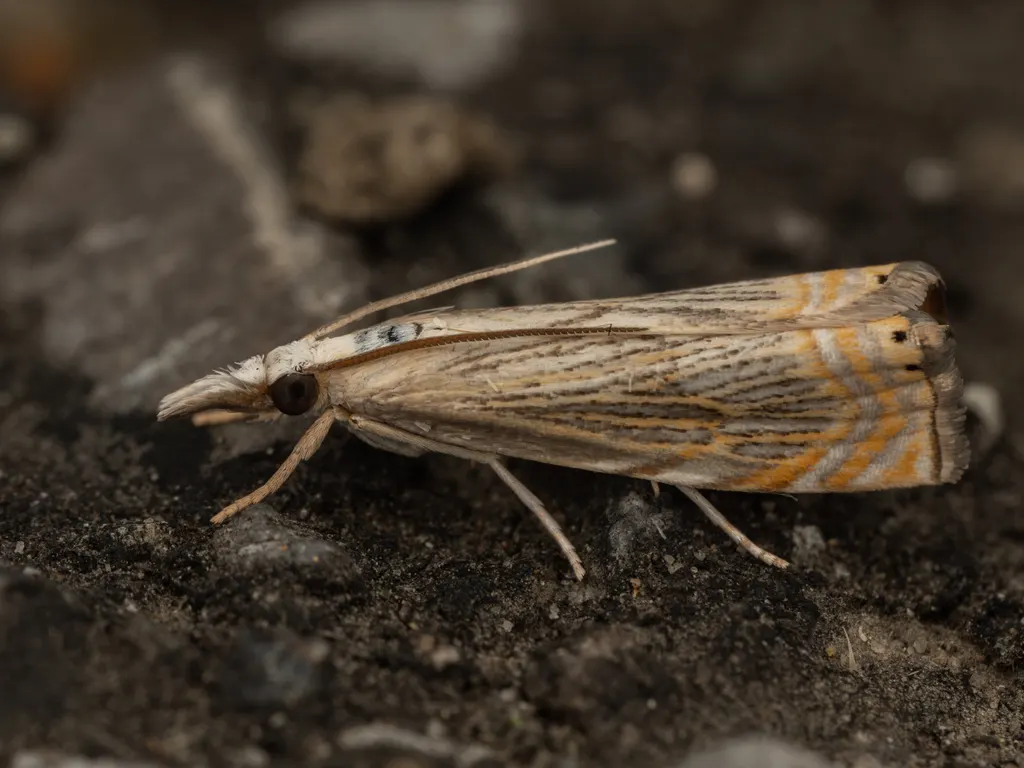 Chrysoteuchia diplogramma (Zeller, 1863) photograph