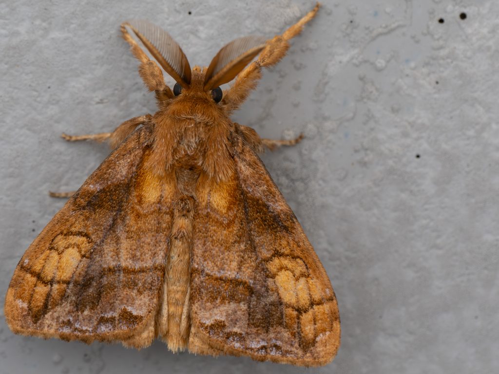 Cifuna locuples (Walker, 1855) photograph