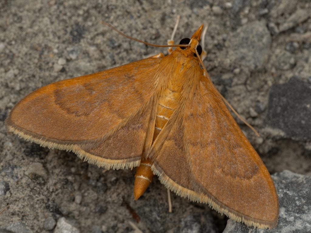Circobotys heterogenalis (Bremer, 1864) photograph