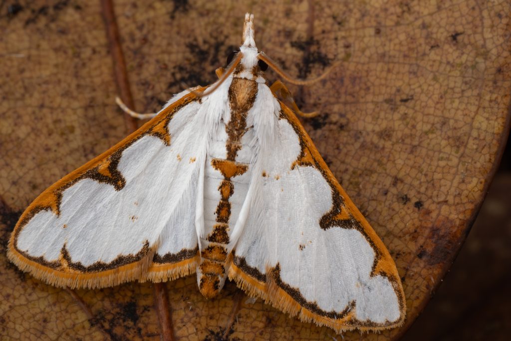 モンキシロノメイガ（Cirrhochrista brizoalis (Walker, 1859)）の写真