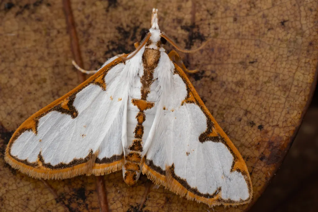 Cirrhochrista brizoalis (Walker, 1859) photograph
