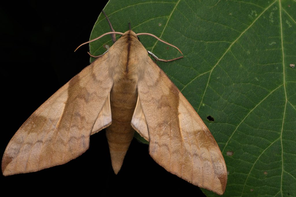 トビイロスズメ（Clanis bilineata (Walker, 1866)）の写真